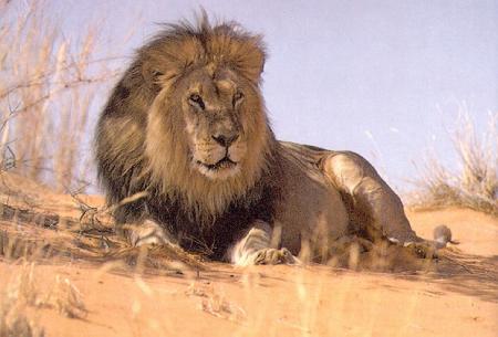 the king of the jungle
